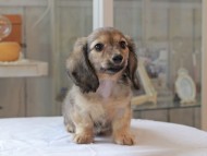 Kaninchen-Dachshund5111