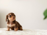 Kaninchen-Dachshund5111 Kaninchen-Dachshund5111