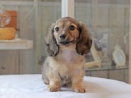 Kaninchen-Dachshund5113