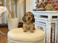 Kaninchen-Dachshund51