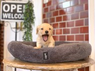 Kaninchen-Dachshund5