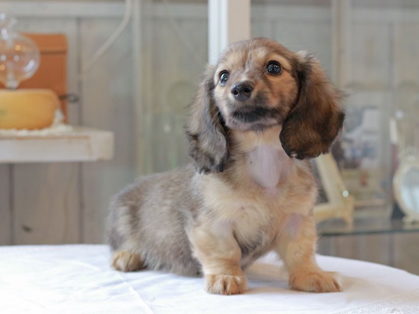 カニンヘン ダックスフンド コメロ & ホープCHの子犬 シェーデットイエロー（シェーデットクリーム） 男の子