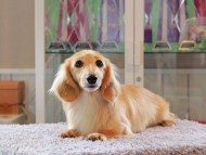 Kaninchen-Dachshund5135