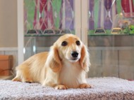 Kaninchen-Dachshund5144