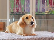Kaninchen-Dachshund5145