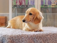 Kaninchen-Dachshund5148