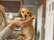 Kaninchen-Dachshund5 Kaninchen-Dachshund5