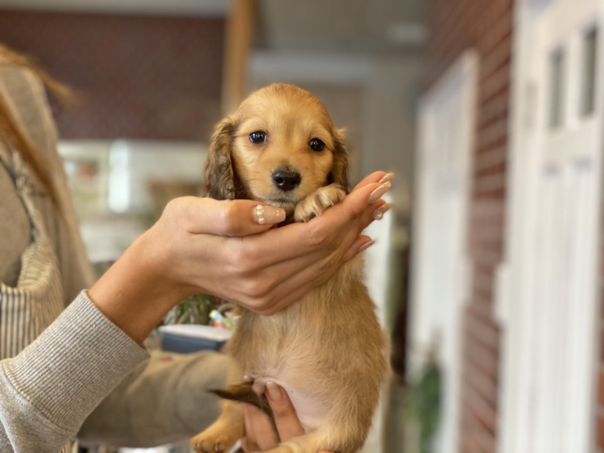 カニンヘン ダックスフンド ププリン & スカッシュの子犬 ペールレッド 男の子Kaninchen-Dachshund5 カニンヘン ダックスフンド ププリン & スカッシュの子犬 ペールレッド 男の子