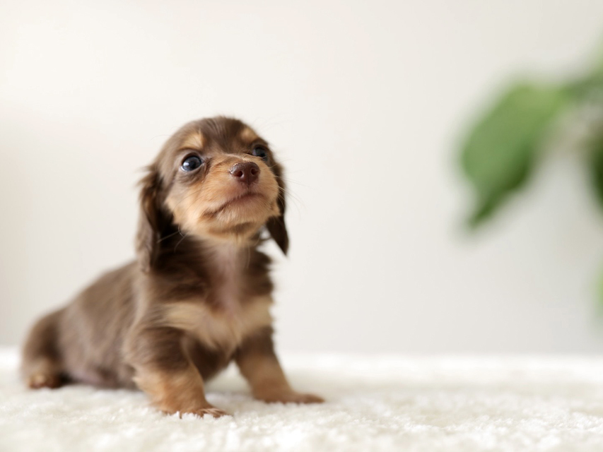 カニンヘン ダックスフンド ラミ & スルガの子犬 チョコイエロー(チョコクリーム) 男の子Kaninchen-Dachshund5160 カニンヘン ダックスフンド ラミ & スルガの子犬 チョコイエロー(チョコクリーム) 男の子