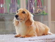 Kaninchen-Dachshund5169