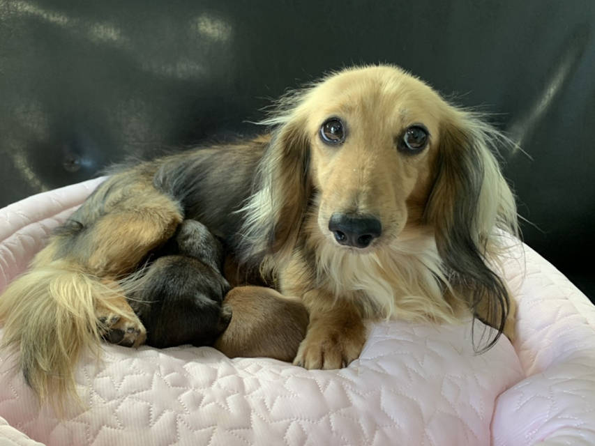 カニンヘン ダックスフンド キャンディ 6月16日 子犬の出産Kaninchen-Dachshund5 カニンヘン ダックスフンド キャンディ 6月16日 子犬の出産