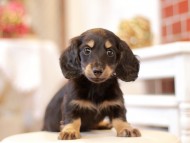 Kaninchen-Dachshund519 Kaninchen-Dachshund519