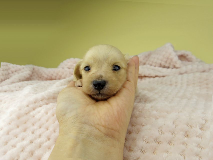 カニンヘン ダックスフンド ハニーkk & 竹千代の子犬 イエロー（クリーム） 男の子