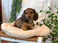 Kaninchen-Dachshund52