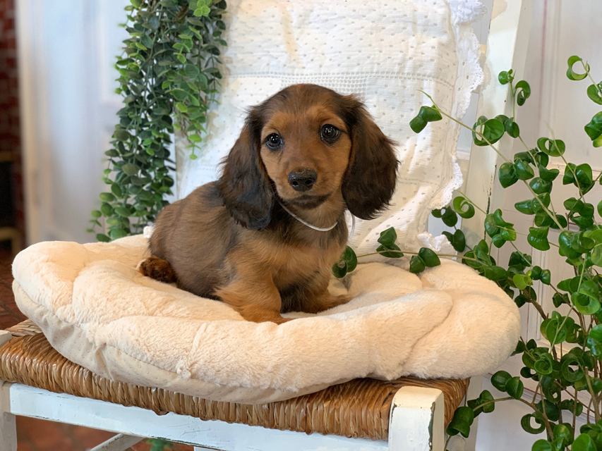 カニンヘン ダックスフンド カノア & ジムダンディの子犬 レッド 男の子（1）