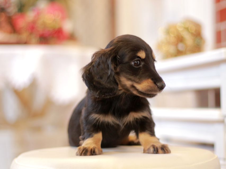 カニンヘン ダックスフンド ジャム & スルガの子犬 ブラックイエロー（ブラッククリーム）男の子（1）