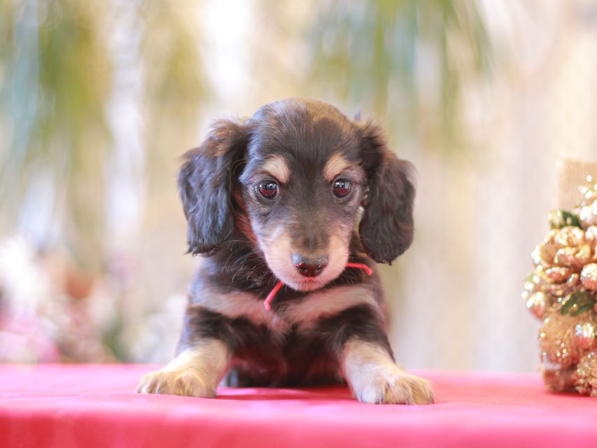 カニンヘン ダックスフンド ジャム & スルガの子犬 ブラックイエロー（ブラッククリーム）男の子（2）