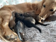 Kaninchen-Dachshund5 Kaninchen-Dachshund5