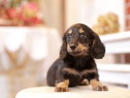 Kaninchen-Dachshund532