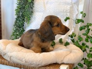 Kaninchen-Dachshund53