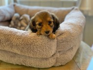 Kaninchen-Dachshund53