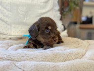 Kaninchen-Dachshund53 Kaninchen-Dachshund53