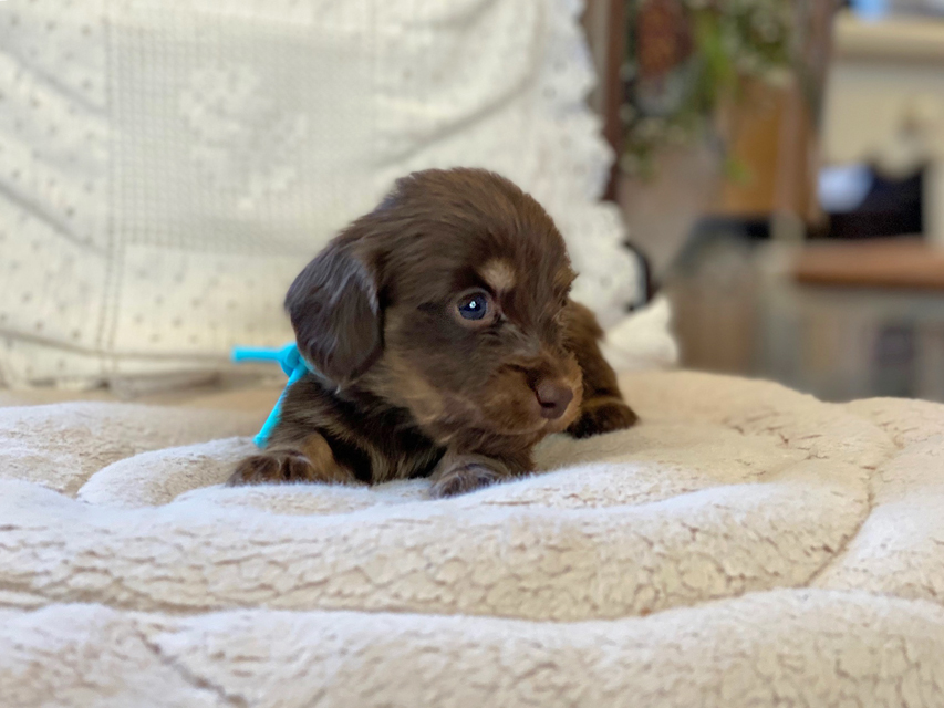 カニンヘン ダックスフンド ひなプリ & ナイトの子犬 チョコイエロー(チョコクリーム) 男の子Kaninchen-Dachshund53 カニンヘン ダックスフンド ひなプリ & ナイトの子犬 チョコイエロー(チョコクリーム) 男の子