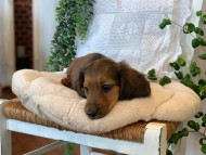 Kaninchen-Dachshund54