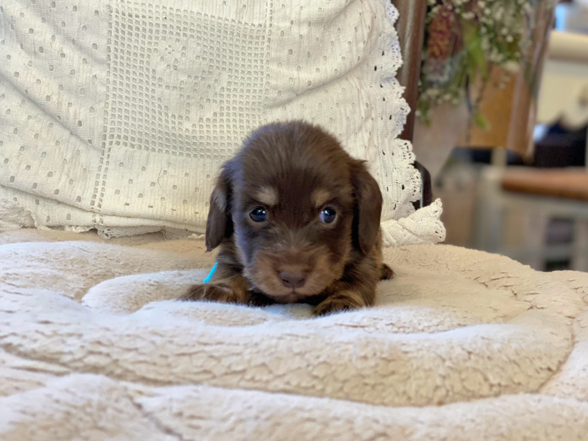 カニンヘン ダックスフンド ひなプリ & ナイトの子犬 チョコイエロー(チョコクリーム) 男の子Kaninchen-Dachshund54 カニンヘン ダックスフンド ひなプリ & ナイトの子犬 チョコイエロー(チョコクリーム) 男の子