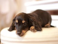 Kaninchen-Dachshund544