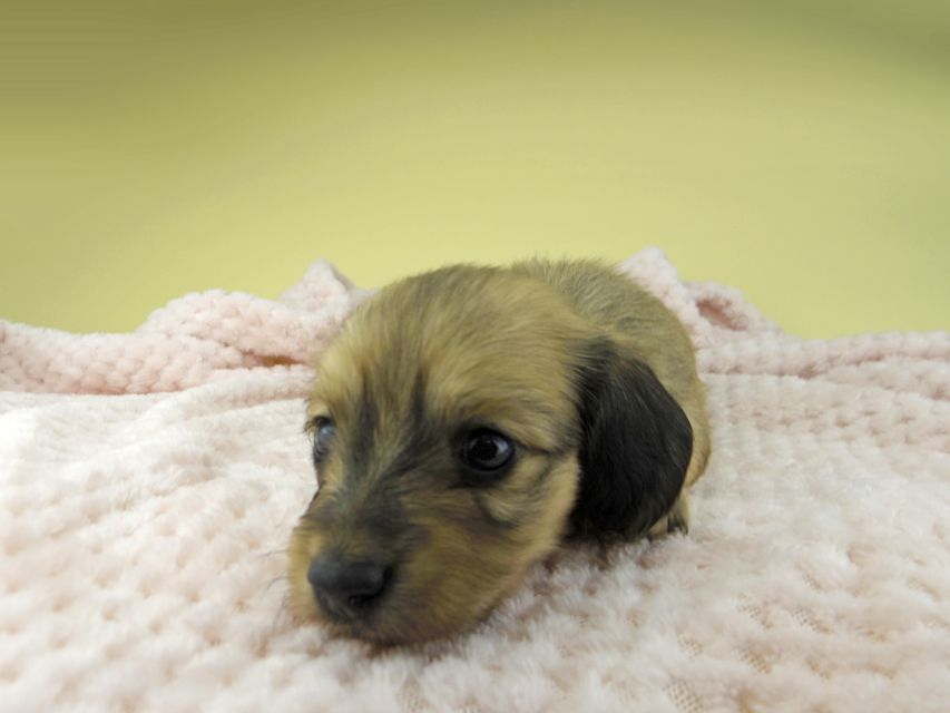 カニンヘン ダックスフンド ハニーkk & 竹千代の子犬 イエロー（クリーム） 女の子（1）