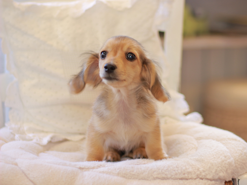 カニンヘン ダックスフンド まめms & 竹千代CHの子犬 シェーデットイエロー(シェーデットクリーム) 女の子(2)Kaninchen-Dachshund54 カニンヘン ダックスフンド まめms & 竹千代CHの子犬 シェーデットイエロー(シェーデットクリーム) 女の子(2)