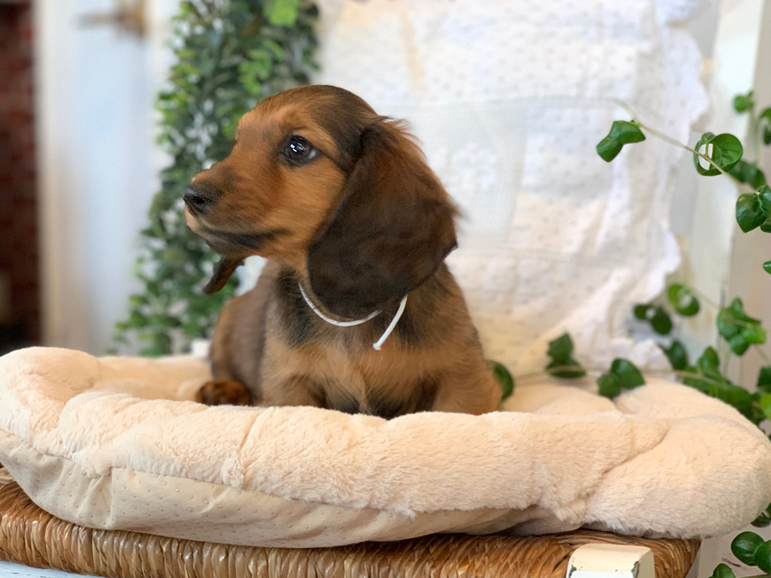 カニンヘン ダックスフンド カノア & ジムダンディの子犬 レッド 男の子（1）