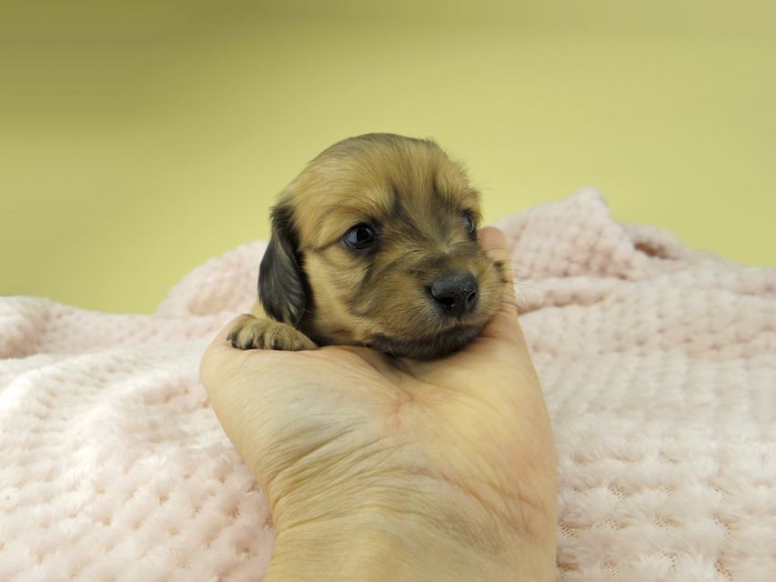 カニンヘン ダックスフンド ハニーkk & 竹千代の子犬 イエロー（クリーム） 女の子（2）