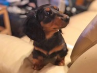 Kaninchen-Dachshund5