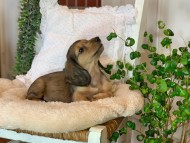 Kaninchen-Dachshund56