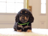 Kaninchen-Dachshund56