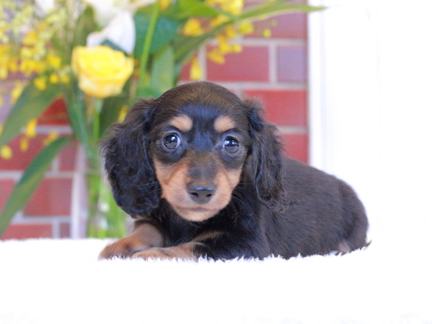 カニンヘン ダックスフンド トマト & ボノの子犬 ブラタン 男の子