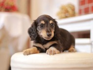 Kaninchen-Dachshund568