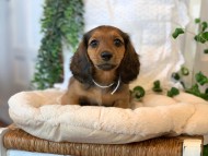 Kaninchen-Dachshund57