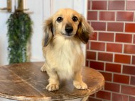 Kaninchen-Dachshund58 Kaninchen-Dachshund58