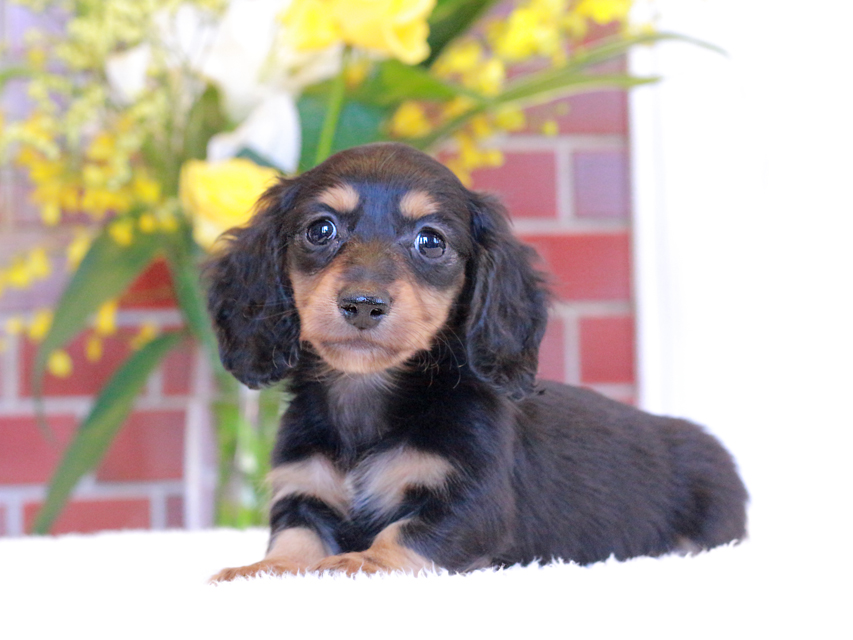カニンヘン ダックスフンド トマト & ボノの子犬 ブラタン 男の子