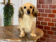 Kaninchen-Dachshund59 Kaninchen-Dachshund59