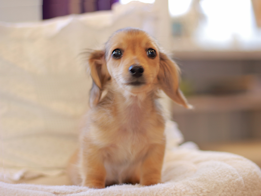 カニンヘン ダックスフンド まめms & 竹千代CHの子犬 シェーデットイエロー(シェーデットクリーム) 女の子(2)Kaninchen-Dachshund59 カニンヘン ダックスフンド まめms & 竹千代CHの子犬 シェーデットイエロー(シェーデットクリーム) 女の子(2)