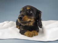 Kaninchen-Dachshund593 Kaninchen-Dachshund593