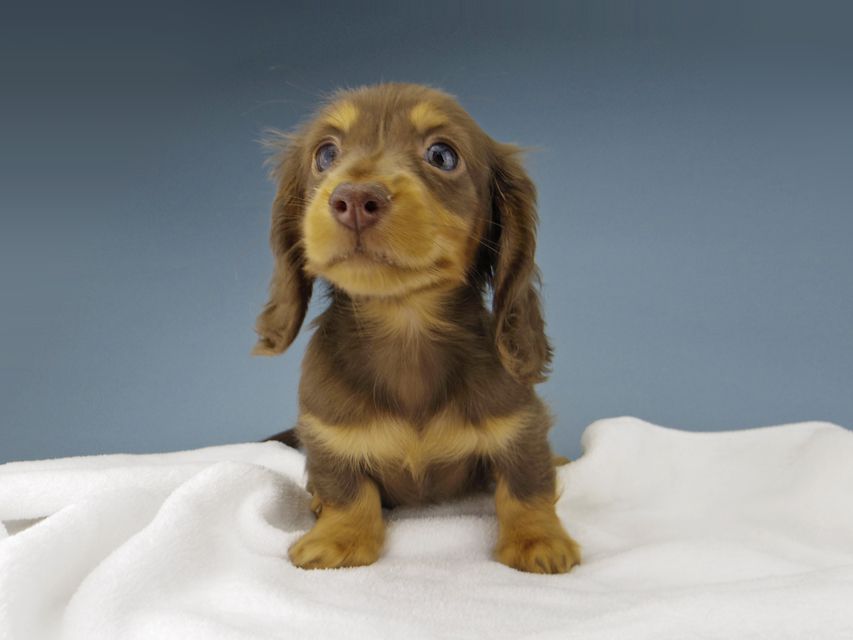 カニンヘン ダックスフンド ナンシーcs & ナイトの子犬 チョコタン 男の子