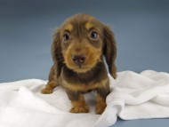 Kaninchen-Dachshund600