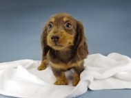 Kaninchen-Dachshund601