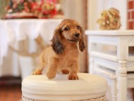 Kaninchen-Dachshund602 Kaninchen-Dachshund602