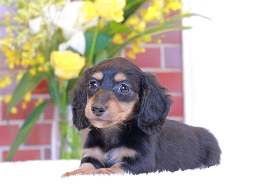 カニンヘン ダックスフンド トマト & ボノの子犬 ブラタン 男の子